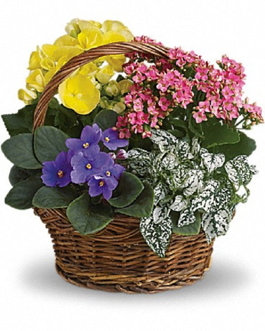 La primavera ha llegado.